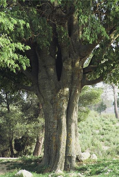 Celtis australis (2)